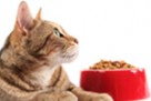 Какой корм для кошек советуют ветеринары