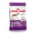  -      Royal Canin ( ) Giant Junior 31